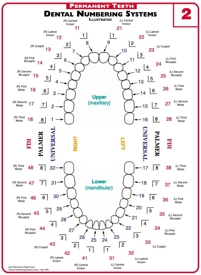 Teeth Numbering Systems